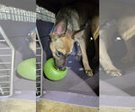 Small #1 German Shepherd Dog Mix