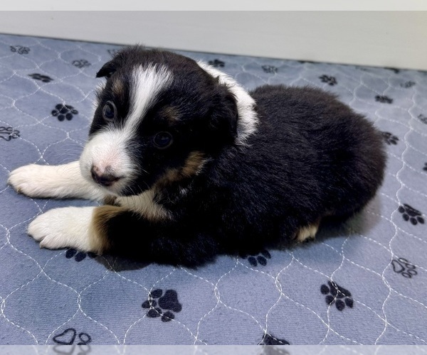 Medium Photo #42 Miniature Australian Shepherd Puppy For Sale in SALISBURY, NC, USA