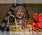 Puppy Lily Cavapoo mix (+ Poodle Miniature)