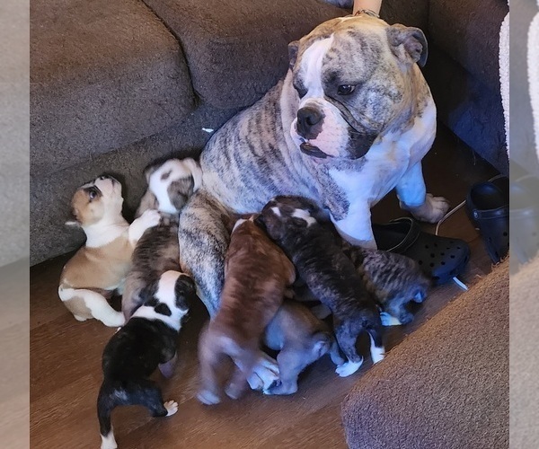 Medium Photo #1 Olde English Bulldogge Puppy For Sale in CARBONDALE, KS, USA