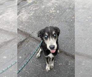 Siberian Husky-Unknown Mix Dogs for adoption in Lee's Summit, MO, USA