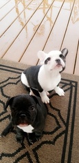 French Bulldog Puppy for sale in SOUTH ELGIN, IL, USA