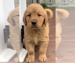 Puppy Charlie Golden Retriever