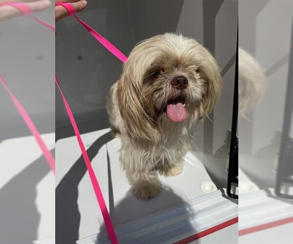 Medium Photo #1 Shih Tzu Puppy For Sale in Houston, TX, USA