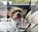 Russell - Male Cairn Terrier-Unknown Mix Dog for Adoption - Small photo