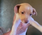 Puppy Puppy 3 Rat-Cha