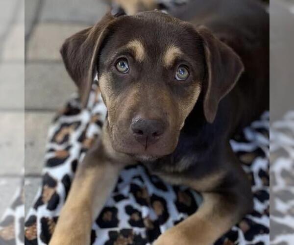 Medium Photo #11 Mutt Puppy For Sale in San Diego, CA, USA