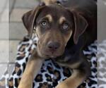 Small #10 Mutt