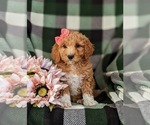 Small Photo #2 Goldendoodle Puppy For Sale in OXFORD, PA, USA