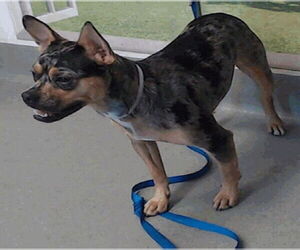 French Bulldog Dogs for adoption in Redwood City, CA, USA