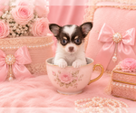 Small #27 Chihuahua