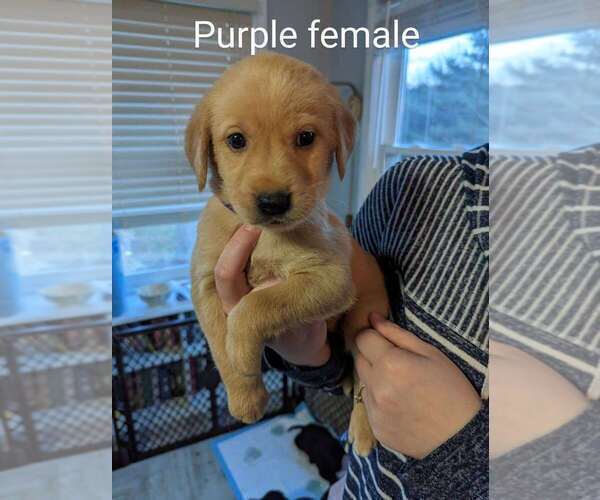 Medium Photo #1 Golden Labrador Puppy For Sale in ENDICOTT, NY, USA