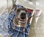 Small #2 American Pit Bull Terrier Mix