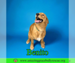 Small Beago