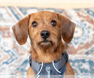 Dachshund-Unknown Mix Dogs for adoption in Ellijay, GA, USA