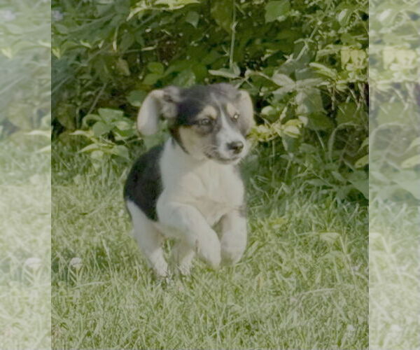 Medium Photo #1 Beagle-Unknown Mix Puppy For Sale in Springdale, PA, USA