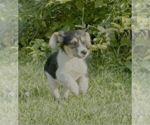 Beagle-Unknown Mix Dogs for adoption in Springdale, PA, USA