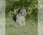 Small Beagle Mix