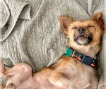 Small Photo #7 Chihuahua-Unknown Mix Puppy For Sale in Newport Beach, CA, USA