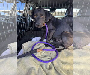Labrador Retriever-Unknown Mix Dogs for adoption in San Diego, CA, USA