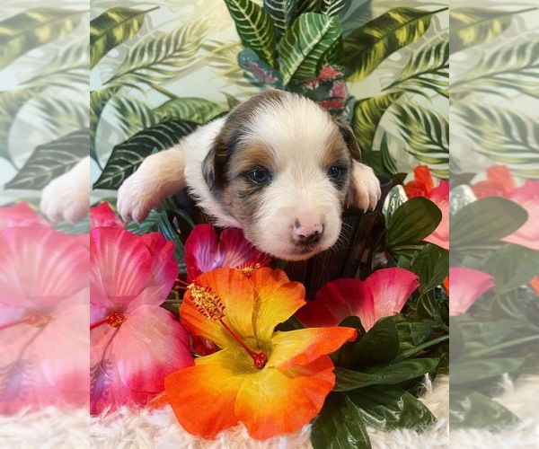 Medium Photo #1 Australian Shepherd Puppy For Sale in PORT SAINT LUCIE, FL, USA