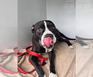 Mutt Dogs for adoption in Sanford, FL, USA
