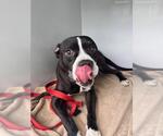 OKIDOGI - Male Mutt Dog for Adoption - Small photo