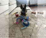 Small #1 German Shepherd Dog Mix