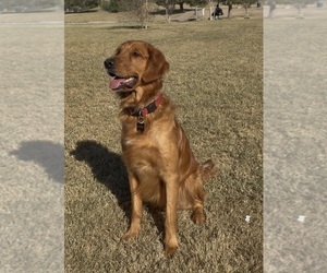 Father of the Golden Retriever puppies born on 12/08/2025