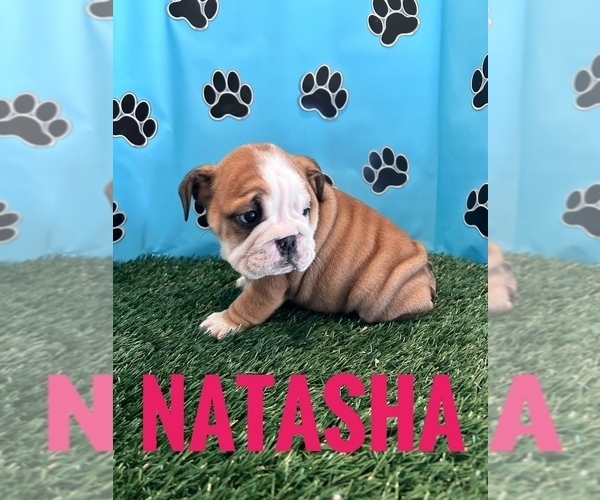 Medium Photo #44 Bulldog Puppy For Sale in BOWLING GREEN, KY, USA