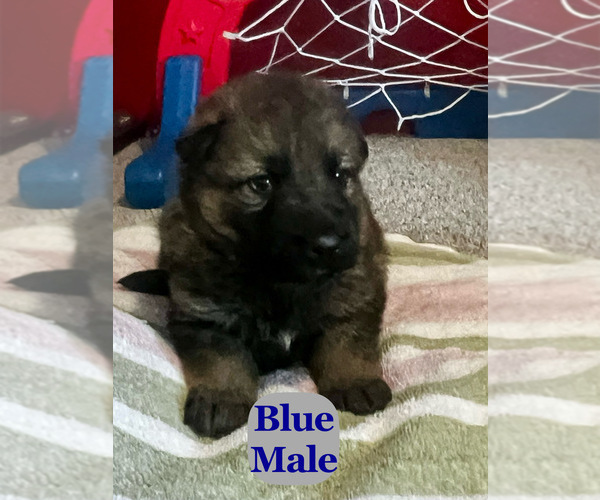 Medium Photo #8 German Shepherd Dog Puppy For Sale in FRUITLAND, WA, USA
