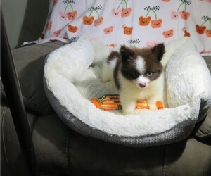 Pomeranian Puppy for Sale in COOKEVILLE, Tennessee USA