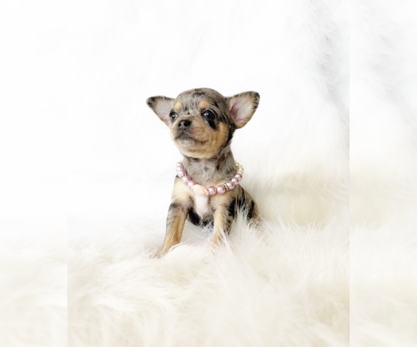 Medium Photo #1 Chihuahua Puppy For Sale in SACRAMENTO, CA, USA
