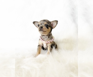 Chihuahua Puppy for sale in SACRAMENTO, CA, USA