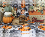 Small Photo #6 Cavalier King Charles Spaniel Puppy For Sale in CHANUTE, KS, USA