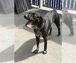 Small Labrador Retriever Mix