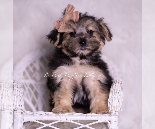 Medium Photo #4 Morkie Puppy For Sale in WARSAW, IN, USA