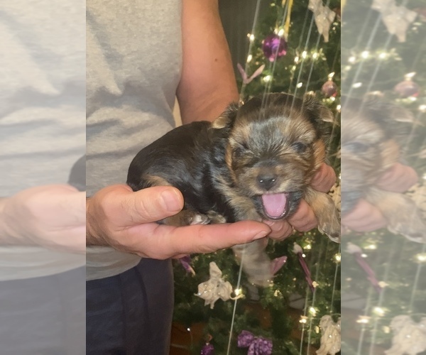 Medium Photo #1 Yorkshire Terrier Puppy For Sale in DES PLAINES, IL, USA
