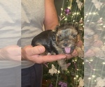 Small Photo #1 Yorkshire Terrier Puppy For Sale in DES PLAINES, IL, USA