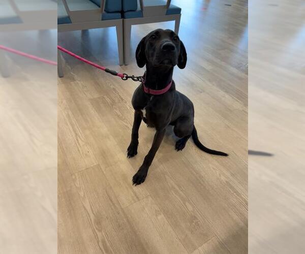 Medium Photo #1 Labrador Retriever Puppy For Sale in Pearland, TX, USA
