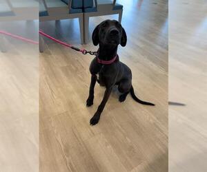Labrador Retriever Dogs for adoption in Pearland, TX, USA