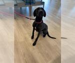 Small Labrador Retriever