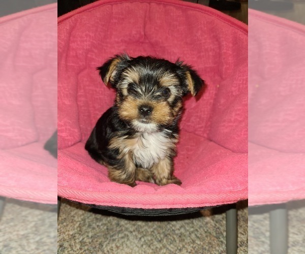 Medium Photo #5 Yorkshire Terrier Puppy For Sale in STACY, MN, USA