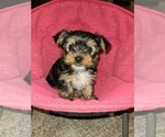 Small Photo #5 Yorkshire Terrier Puppy For Sale in STACY, MN, USA