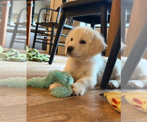 Anatolian Pyrenees Dogs for adoption in Houston, TX, USA