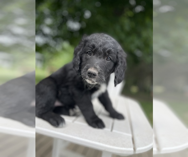 Medium Photo #16 Bernedoodle-Golden Retriever Mix Puppy For Sale in BEULAH, MI, USA