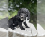 Small Photo #16 Bernedoodle-Golden Retriever Mix Puppy For Sale in BEULAH, MI, USA