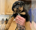 Puppy 2 Rottweiler