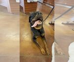 Small #8 Rottweiler