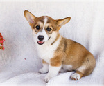 Puppy Sandy Pembroke Welsh Corgi
